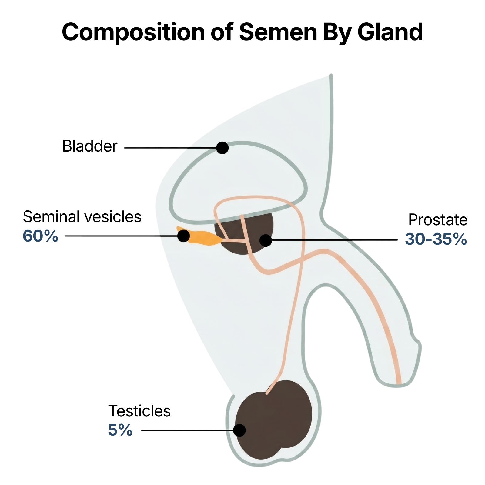 Diagram showing the breakdown of seminal fluid contribution by gland: seminal vesicles approximately 60%, prostate approximately 30%, testicles approximately 5%.