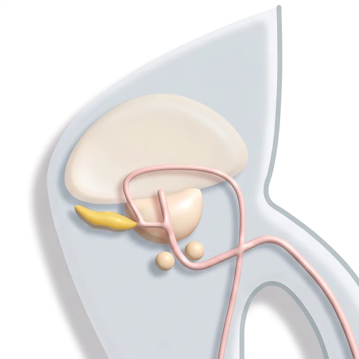 A simplified side-view illustration of the bladder, seminal vesicles, prostate and bulbourethral glands. The glands behind the selected outcome are highlighted in gold.